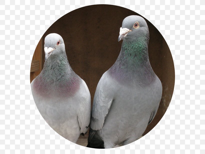 Homing Pigeon Racing Homer Columbidae Bird Pet, PNG, 618x618px, Homing Pigeon, Aviary, Beak, Bird, Bird Control Download Free