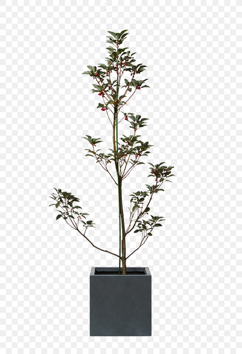 Houseplant Australia Myrtle Family Wattles, PNG, 800x1200px, Houseplant, Australia, Branch, Evergreen, Flowerpot Download Free