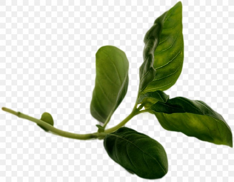 Leaf Plant Stem Basil Branching, PNG, 879x685px, Leaf, Basil, Branch, Branching, Herb Download Free