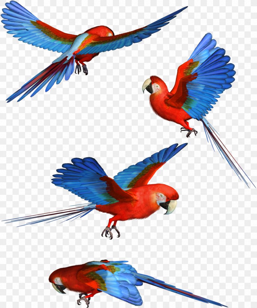Parrot Bird Scarlet Macaw, PNG, 978x1169px, Parrot, Animal, Animal Figure, Beak, Bird Download Free