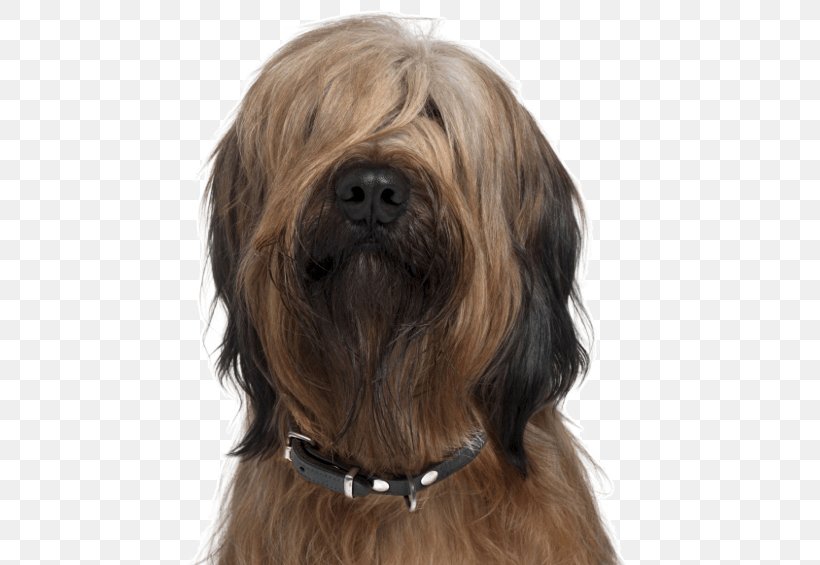 Dog Dog Breed Lhasa Apso Catalan Sheepdog Briard, PNG, 565x565px, Dog, Briard, Catalan Sheepdog, Dog Breed, Lhasa Apso Download Free