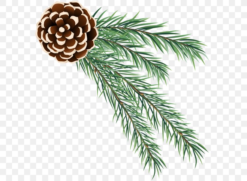 Fir Pine Clip Art, PNG, 588x600px, Fir, Art Museum, Branch, Christmas, Christmas Decoration Download Free