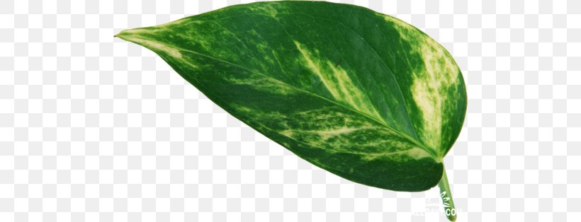Leaf Plant Leaves Green, PNG, 500x314px, Leaf, Green, Photography, Plant, Plant Leaves Download Free