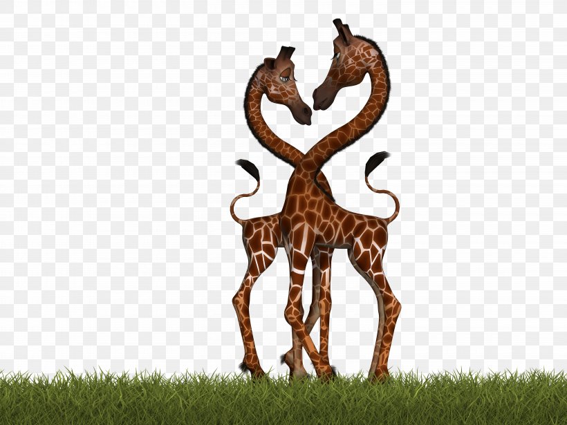 Okapi Northern Giraffe Deer Reticulated Giraffe Mammal, PNG, 6000x4500px, Okapi, Animal, Antelope, Deer, Drawing Download Free