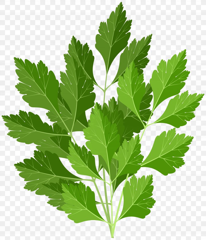 Clip Art Image Transparency Parsley, PNG, 6868x8000px, Parsley, Art Museum, Cartoon, Furniture, Herb Download Free
