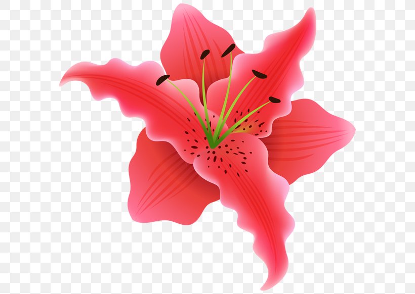 Flower Desktop Wallpaper Clip Art, PNG, 600x582px, Flower, Flower Bouquet, Flower Garden, Flowering Plant, Hibiscus Download Free