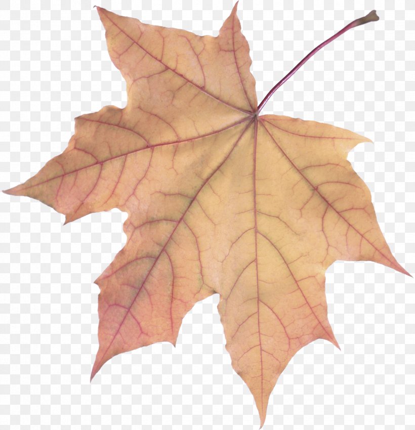 Maple Leaf, PNG, 2348x2436px, Leaf, Black Maple, Deciduous, Flowering Plant, Maple Leaf Download Free