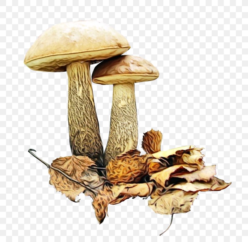 Mushroom Cartoon, PNG, 766x800px, Watercolor, Agaric, Agaricaceae, Agaricomycetes, Agaricus Download Free