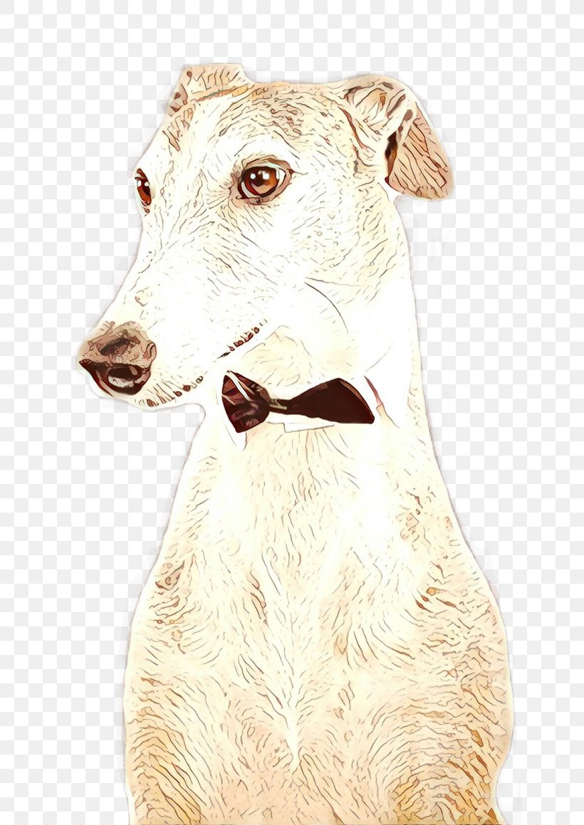 Dog Cartoon, PNG, 768x1159px, Spanish Greyhound, Borzoi, Breed, Dog, Fawn Download Free