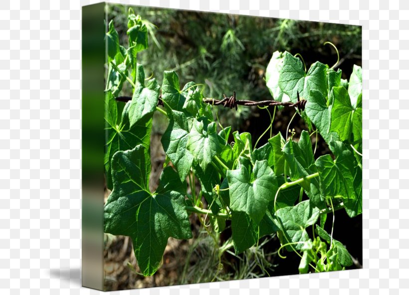 Leaf Herb, PNG, 650x593px, Leaf, Herb, Ivy, Ivy Family, Plant Download Free