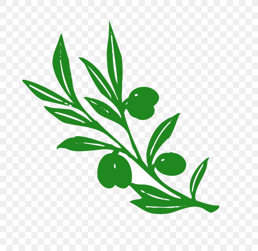 Olive Branch Olive Branch Clip Art, PNG, 800x800px, Olive, Branch, Drawing, Flora, Flower Download Free