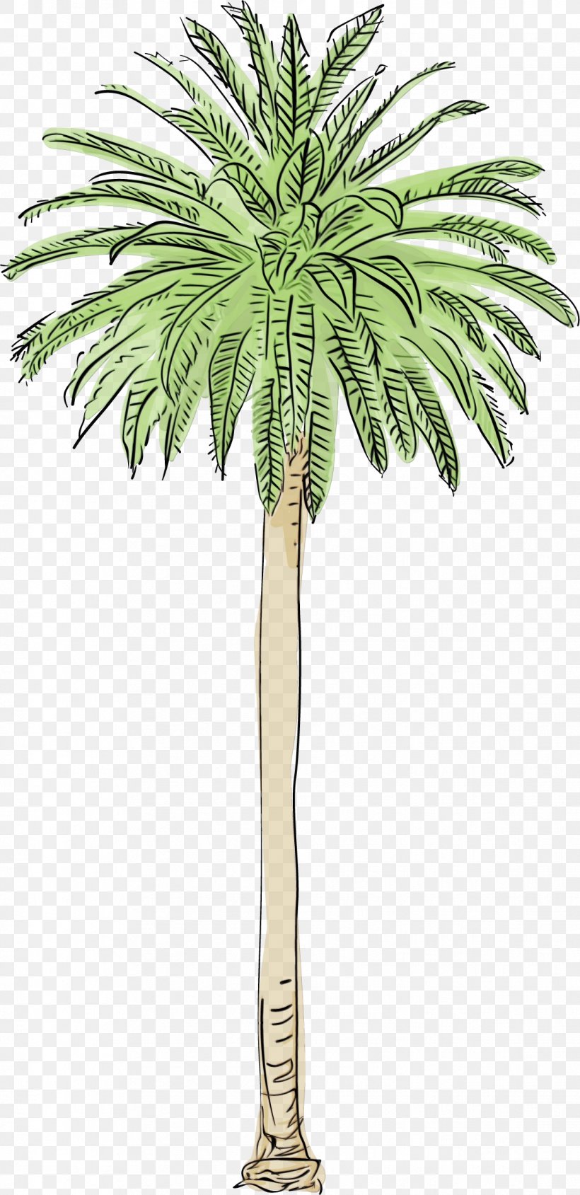 Palm Oil Tree, PNG, 1137x2343px, Watercolor, Arecales, Asian Palmyra Palm, Attalea Speciosa, Borassus Download Free