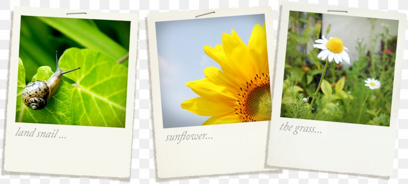Sunflower Snail Photo Clip, PNG, 2209x1000px, Picture Frame, Advertising, Brand, Designer, Display Advertising Download Free