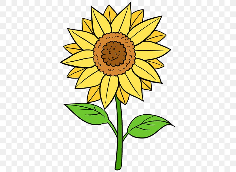 Drawing Common Sunflower Painting Art Sketch Png 678x600px