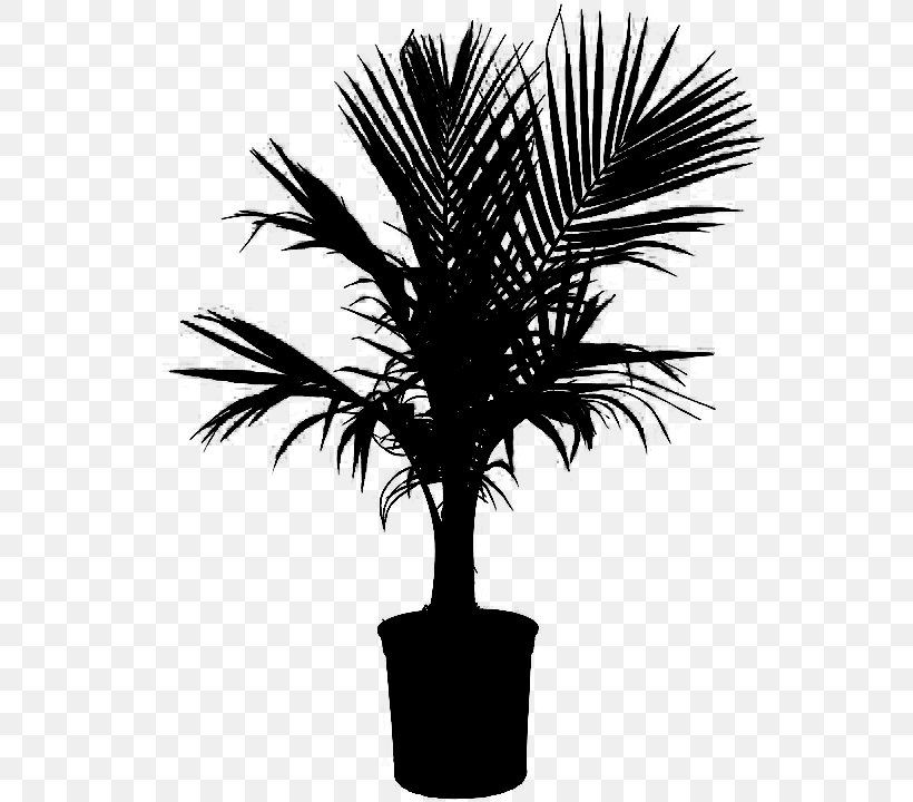 Asian Palmyra Palm Babassu Black & White, PNG, 720x720px, Asian Palmyra Palm, Arecales, Attalea, Attalea Speciosa, Babassu Download Free