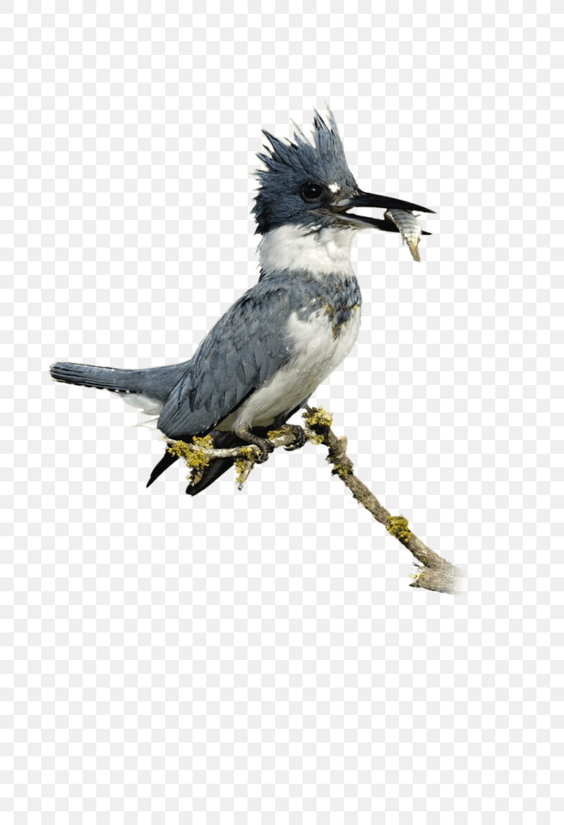 Belted Kingfisher Bird Common Kingfisher Beak, PNG, 797x1200px, Kingfisher, Beak, Belted Kingfisher, Bird, Boy Download Free