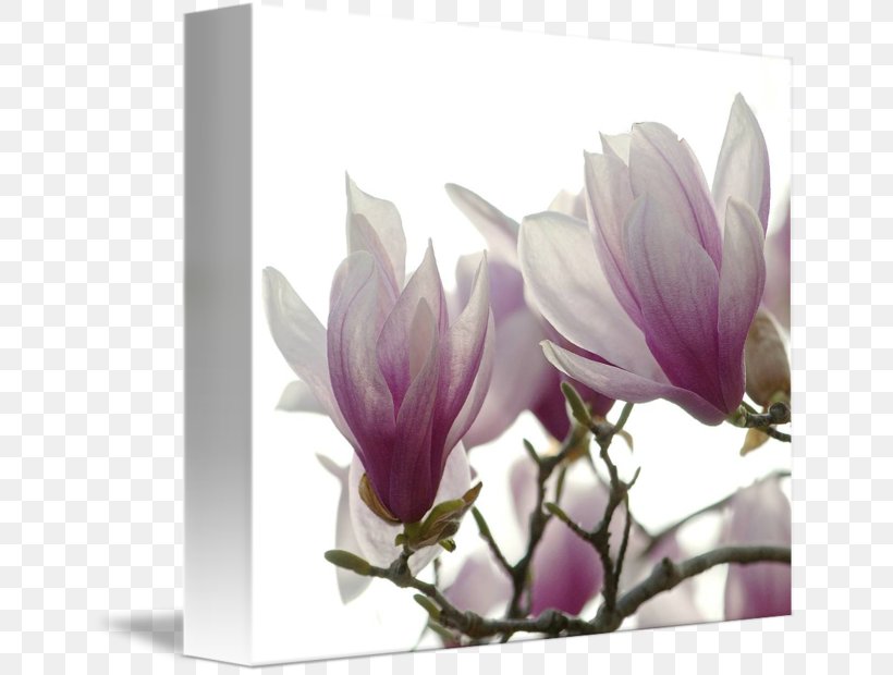 Flowering Plant Magnoliaceae Lilac, PNG, 650x620px, Flowering Plant, Blossom, Branch, Crocus, Family Download Free