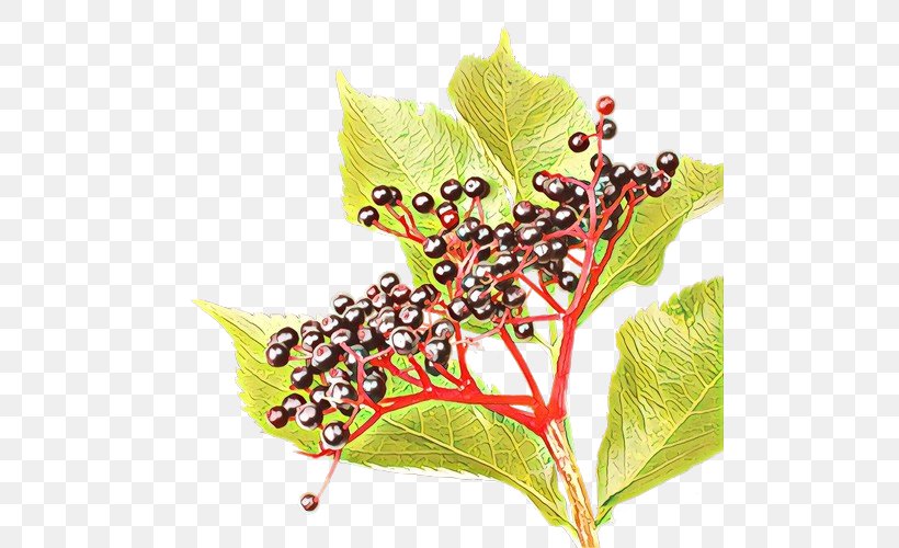 Holly Leaf, PNG, 500x500px, M 0d, Butterfly, Family, Family Grapevine, Flower Download Free