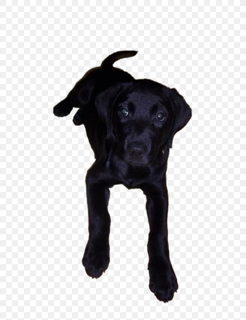 Labrador Retriever Flat-Coated Retriever Patterdale Terrier Puppy Dog Breed, PNG, 800x1066px, Labrador Retriever, Animal, Borador, Breed, Carnivoran Download Free