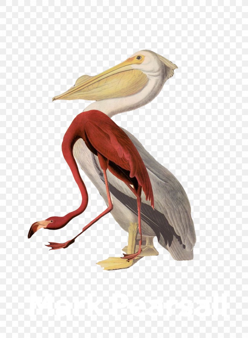 Mark Pearsall Pelican Bird Graphic Design, PNG, 1000x1363px, Mark Pearsall, Arup, Beak, Bird, California College Of The Arts Download Free