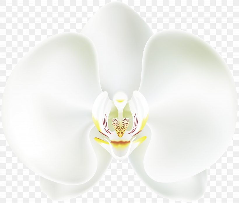Moth Orchids White Ear Wallpaper, PNG, 8000x6805px, Flower, Computer, Ear, Flowering Plant, Moth Orchid Download Free