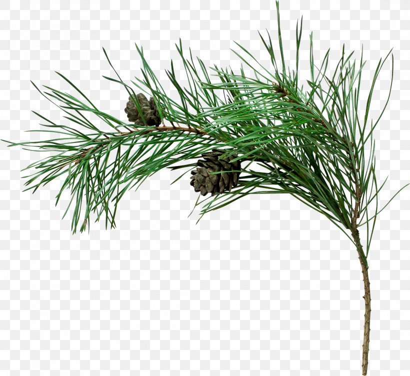 Pine Spruce Fir Tree Branch, PNG, 2174x1995px, Pine, Branch, Bud, Casuarina, Conifer Download Free