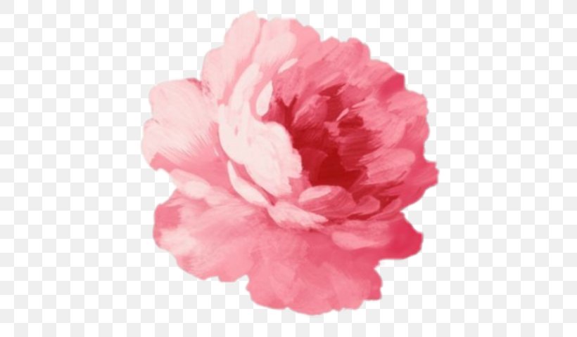 Pink Flowers Rose, PNG, 480x480px, Pink Flowers, Artificial Flower, Azalea, Carnation, Color Download Free