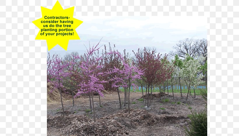 Tree Planting Landscaping Landscape Flower, PNG, 602x468px, Tree, Branch, Eastern Redbud, Evergreen, Flora Download Free