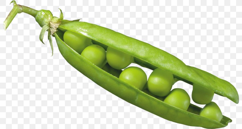 Pea Clip Art, PNG, 800x437px, Pea, Bean, Broad Bean, Chili Pepper, Commodity Download Free