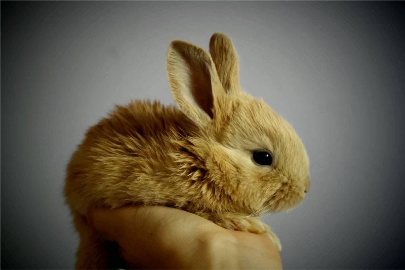 Domestic Rabbit Cuteness Dwarf Rabbit, PNG, 2399x1601px, Domestic Rabbit, Animal, Com, Cuteness, Dwarf Rabbit Download Free