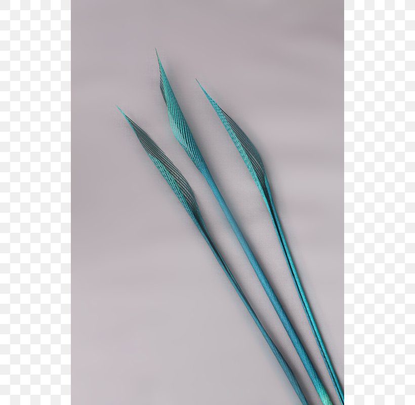Line Angle Feather Turquoise, PNG, 800x800px, Feather, Quill, Turquoise Download Free