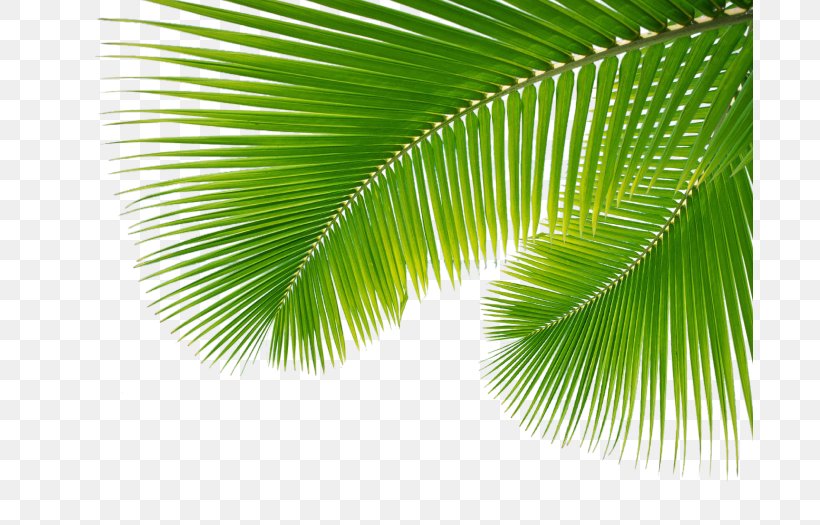 Arecaceae Leaf Palm Branch, PNG, 687x525px, Arecaceae, Arecales ...