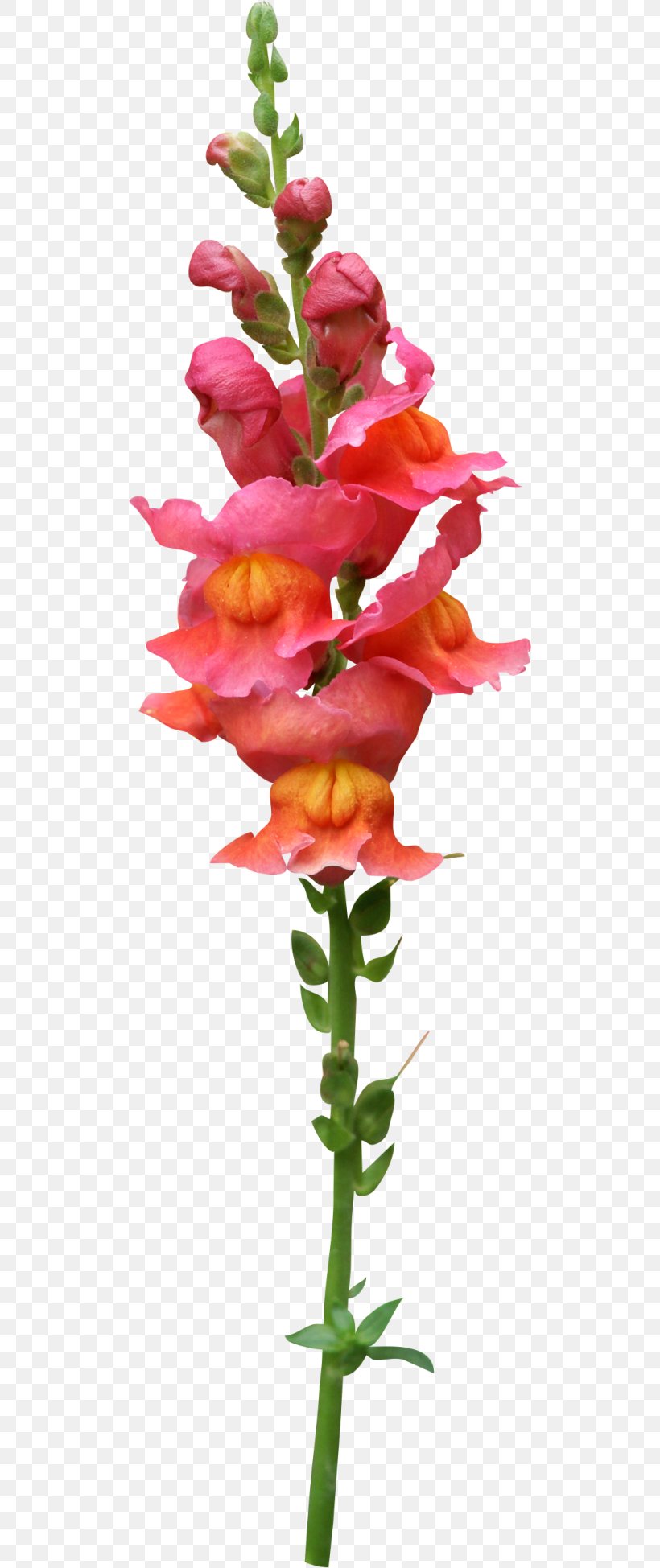 Floral Design Cut Flowers Plant Stem Petal, PNG, 500x1949px, Floral Design, Cut Flowers, Floristry, Flower, Flower Arranging Download Free