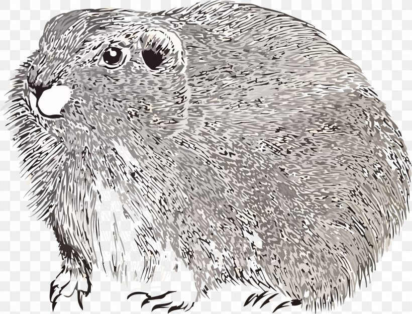 Groundhog Day Happy Groundhog Day Groundhog, PNG, 3000x2289px, Groundhog Day, Animal Figure, Beaver, Gopher, Groundhog Download Free