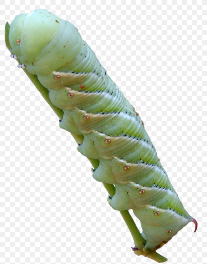 Caterpillar Manduca Sexta Five-spotted Hawk Moth Larva Insect, PNG, 795x1046px, Caterpillar, Animal, Butterflies And Moths, Fivespotted Hawk Moth, Insect Download Free