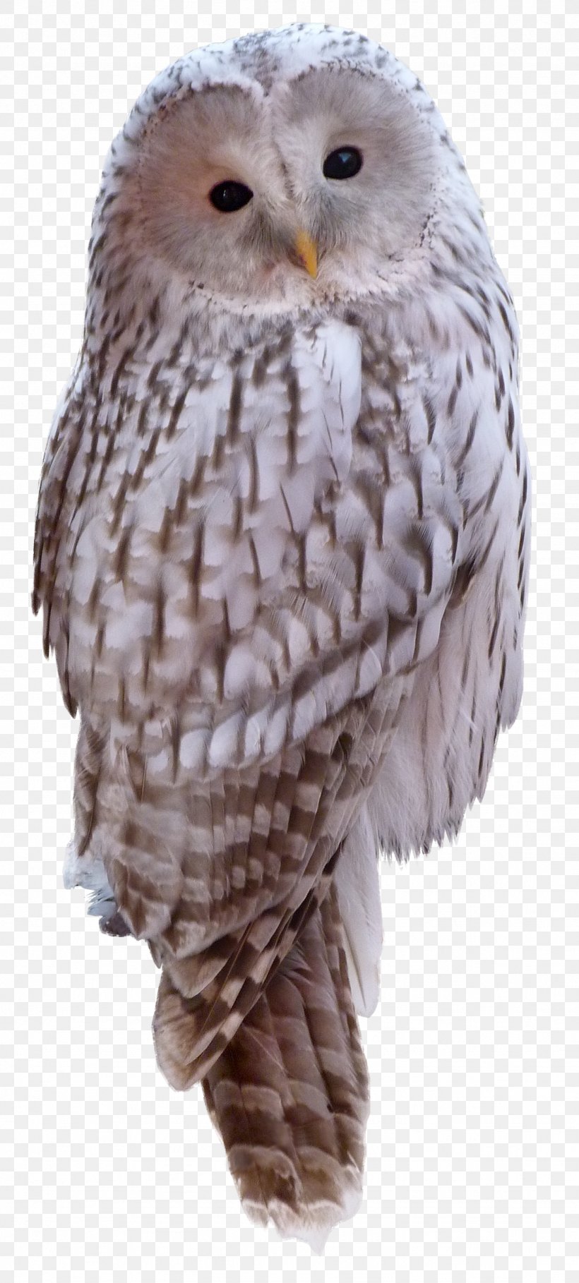 Great Grey Owl Animal Little Owl, PNG, 1127x2500px, Great Grey Owl, Animal, Barn Owl, Beak, Bird Download Free