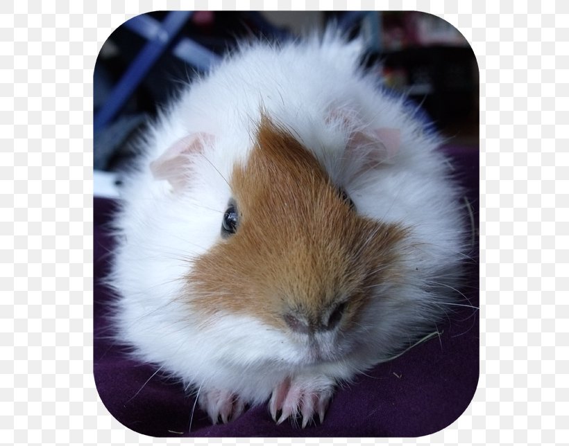 Guinea Pig Hamster Whiskers Snout, PNG, 590x644px, Guinea Pig, Fauna, Fur, Guinea, Hamster Download Free