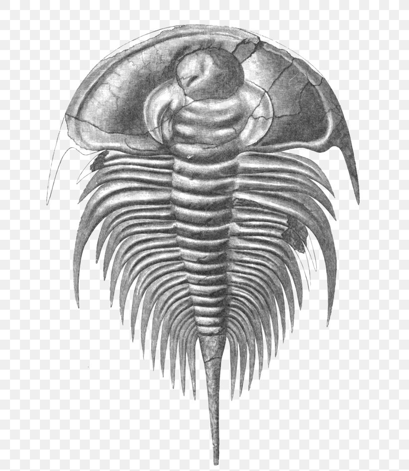 Olenellus Cambrian Marine Invertebrates Fossil Ptychopariida, PNG, 663x943px, Cambrian, Animal, Black And White, Charles Doolittle Walcott, Drawing Download Free