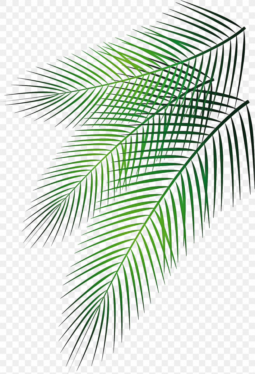 Palm Trees, PNG, 1326x1949px, Palm Trees, Arecales, Branch, Drawing, Elaeis Download Free