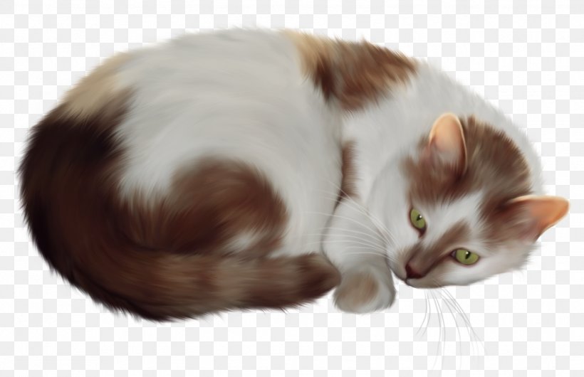 Persian Cat Kitten Clip Art, PNG, 1549x1002px, Persian Cat, Black Cat, Carnivoran, Cat, Cat Like Mammal Download Free