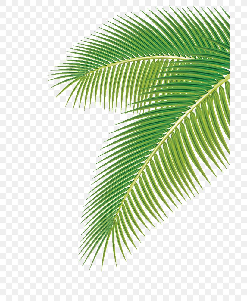 Arecaceae Leaf Euclidean Vector Clip Art, PNG, 704x1000px, Arecaceae, Arecales, Banana Leaf, Coconut, Drawing Download Free
