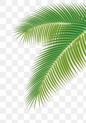 single banana leaf png