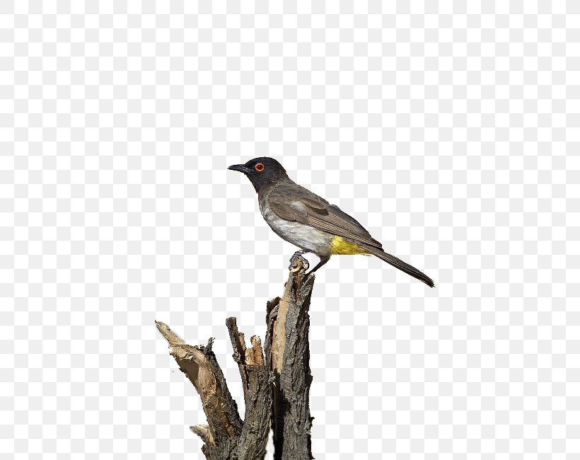 Bird Download, PNG, 520x650px, Bird, Beak, Branch, Cuculiformes, Emberizidae Download Free