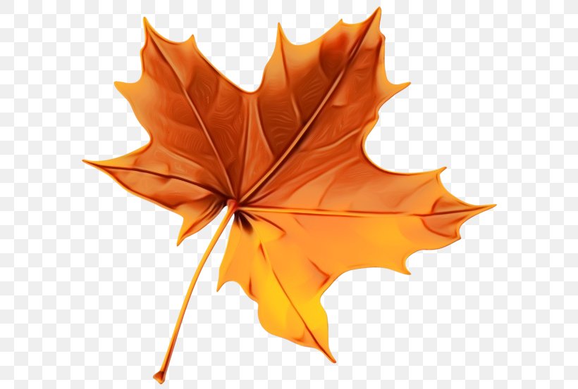 Canada Maple Leaf, PNG, 600x553px, Maple, Autumn, Black Maple, Deciduous, Drawing Download Free