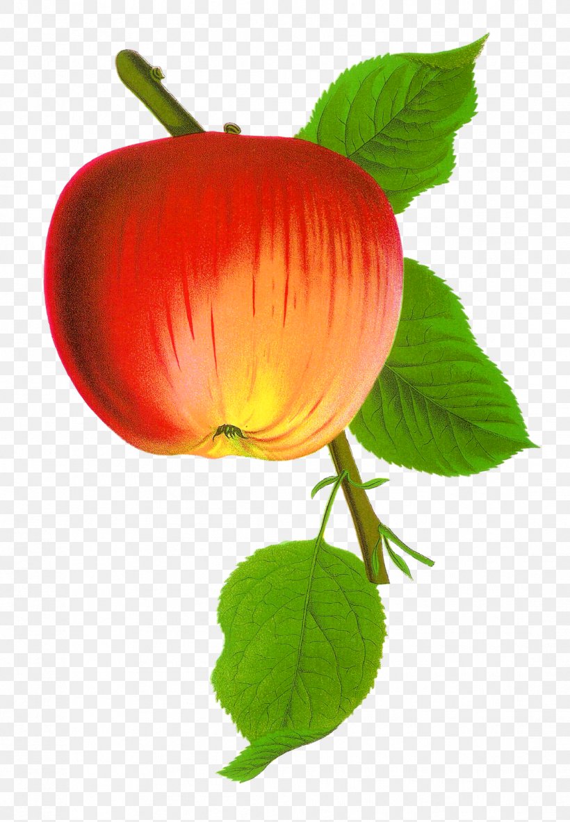 Clip Art Illustration Vector Graphics Image Apple, PNG, 1109x1600px, Apple, Botany, Flower, Flowering Plant, Fruit Download Free