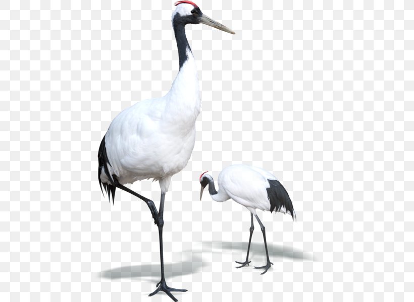 Crane Bird, PNG, 600x600px, 8k Resolution, 169 Aspect Ratio, Crane, Aspect Ratio, Beak Download Free