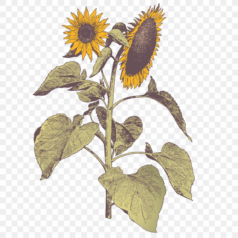 Flower Euclidean Vector Illustration, PNG, 2200x2200px, Flower, Common Sunflower, Creativity, Daisy Family, Drawing Download Free