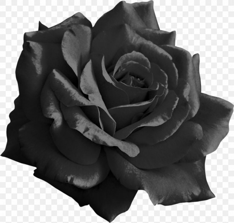 Light Rose Flower Clip Art, PNG, 914x874px, Light, Black, Black And White, Black Rose, Cut Flowers Download Free