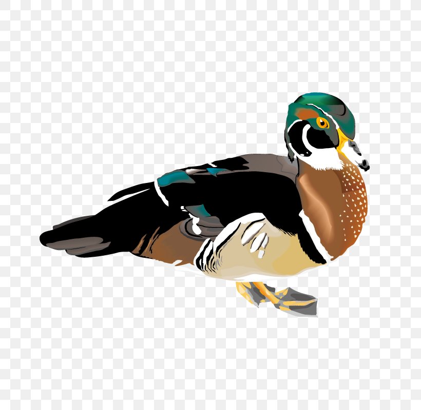 Mallard Duck Clip Art, PNG, 800x800px, Mallard, Beak, Bird, Duck, Ducks Geese And Swans Download Free