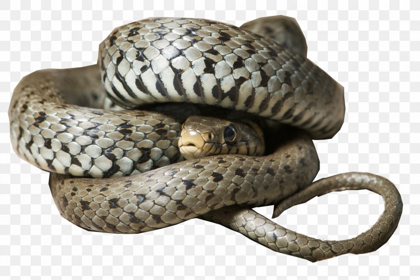 Rattlesnake Maremma Sheepdog Animal Grass Snake, PNG, 3714x2486px, Rattlesnake, Animal, Boa Constrictor, Colubridae, Dog Download Free